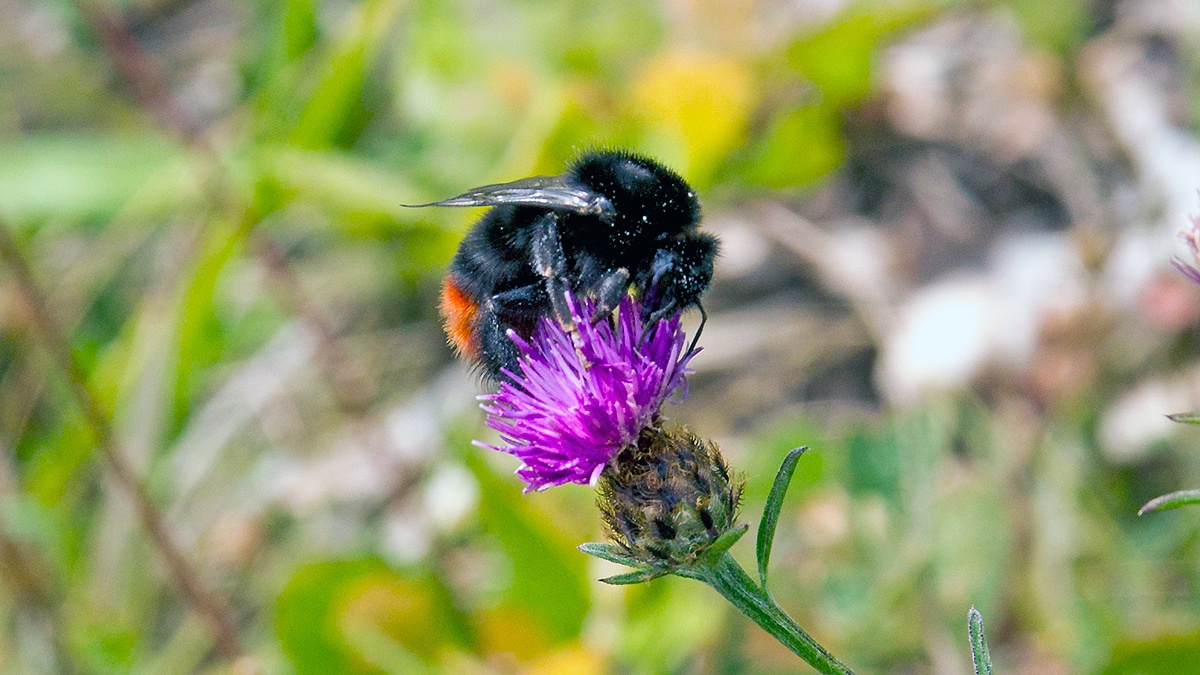 Red-tailed Bumblebee [Bombus lapidarius]