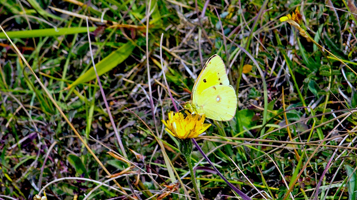 Clouded Yellow [Colias croceus]