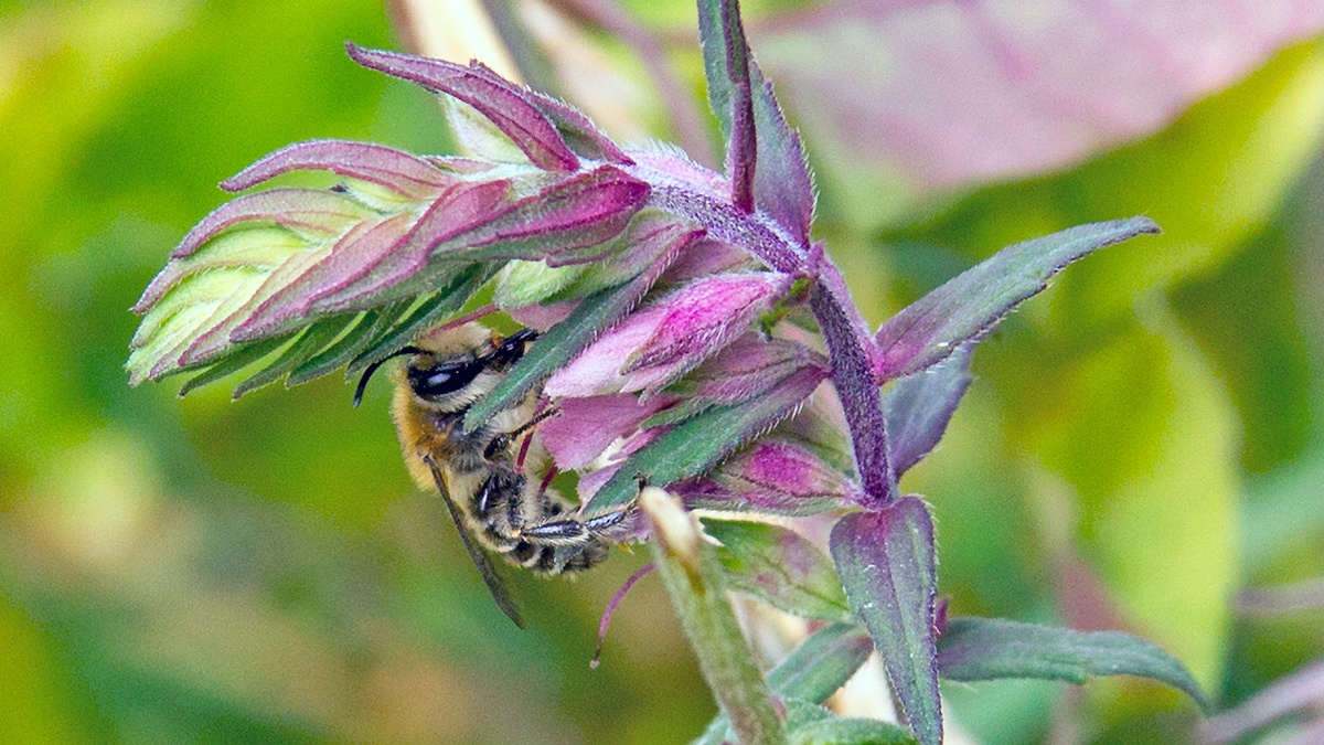Red Bartsia Bee [Melitta tricincta]