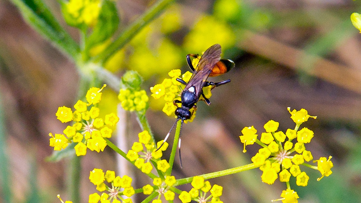 ichneumon wasp [Ichneumon suspiciosus]
