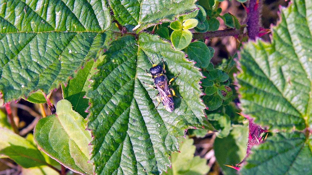Common Ectemnius [Ectemnius continuus]