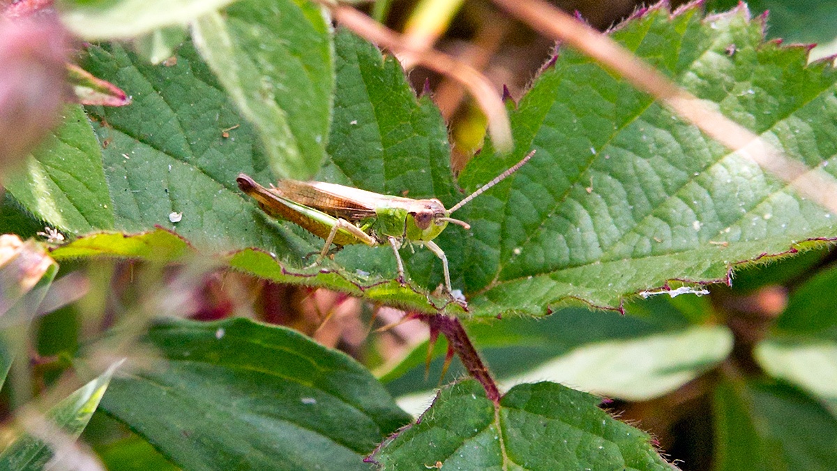 Meadow Grasshopper [Pseudochorthippus parallelus]