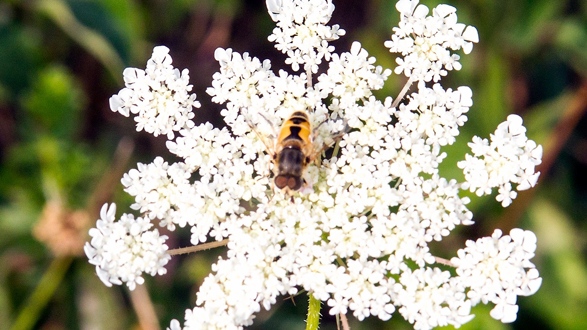 Plain-faced Drone Fly [Eristalis arbustorum]
