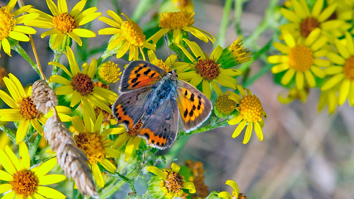 Small Copper [Lycaena phlaeas]