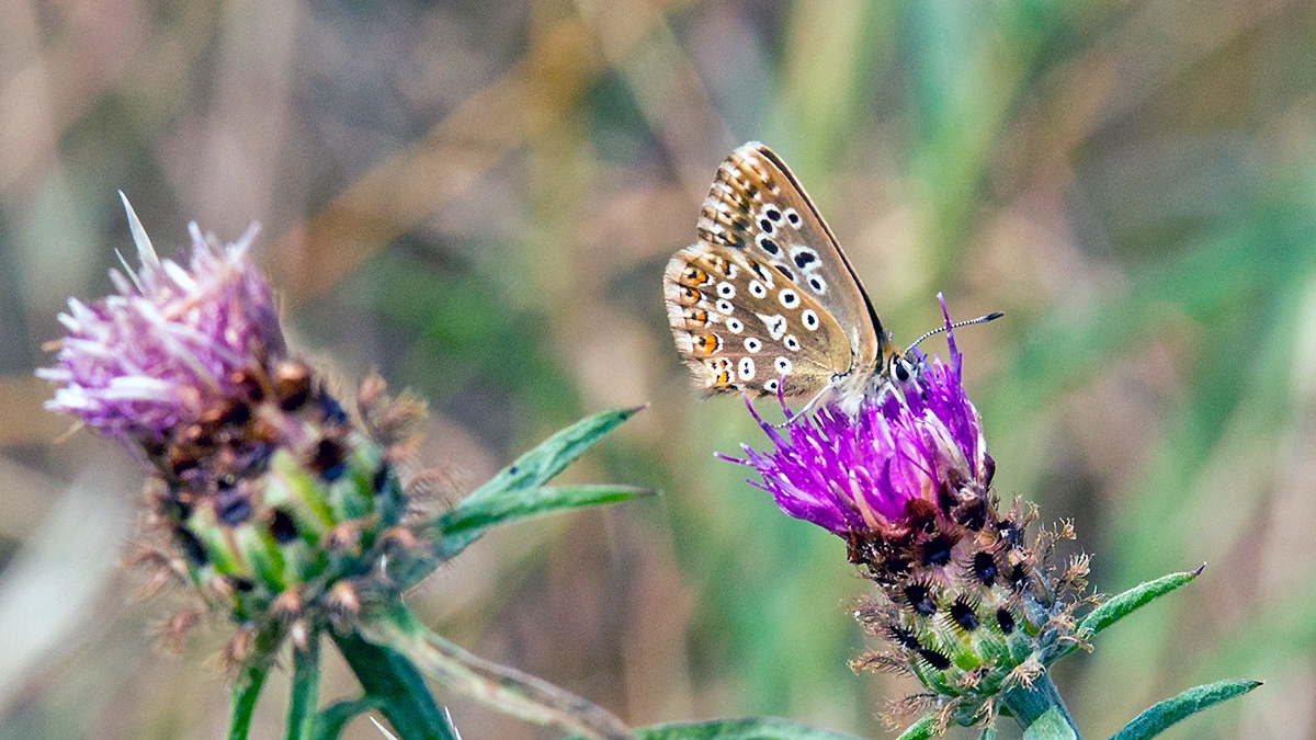 Chalk Hill Blue [Lysandra coridon]