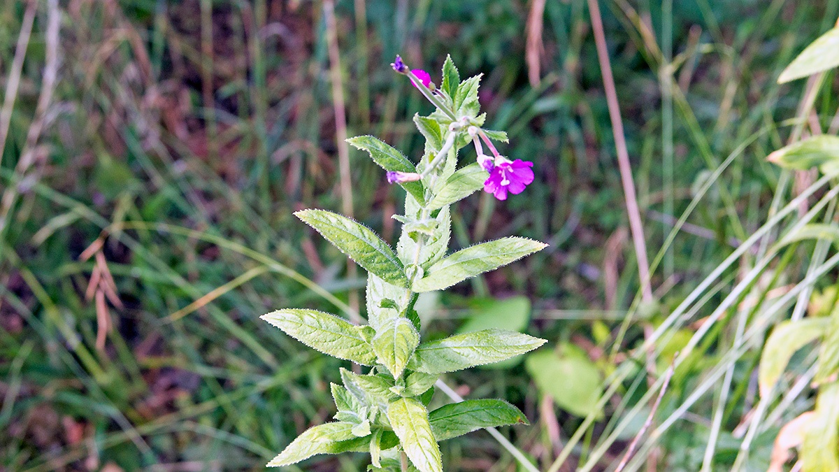 Great Willowherb [Epilobium hirsutum]