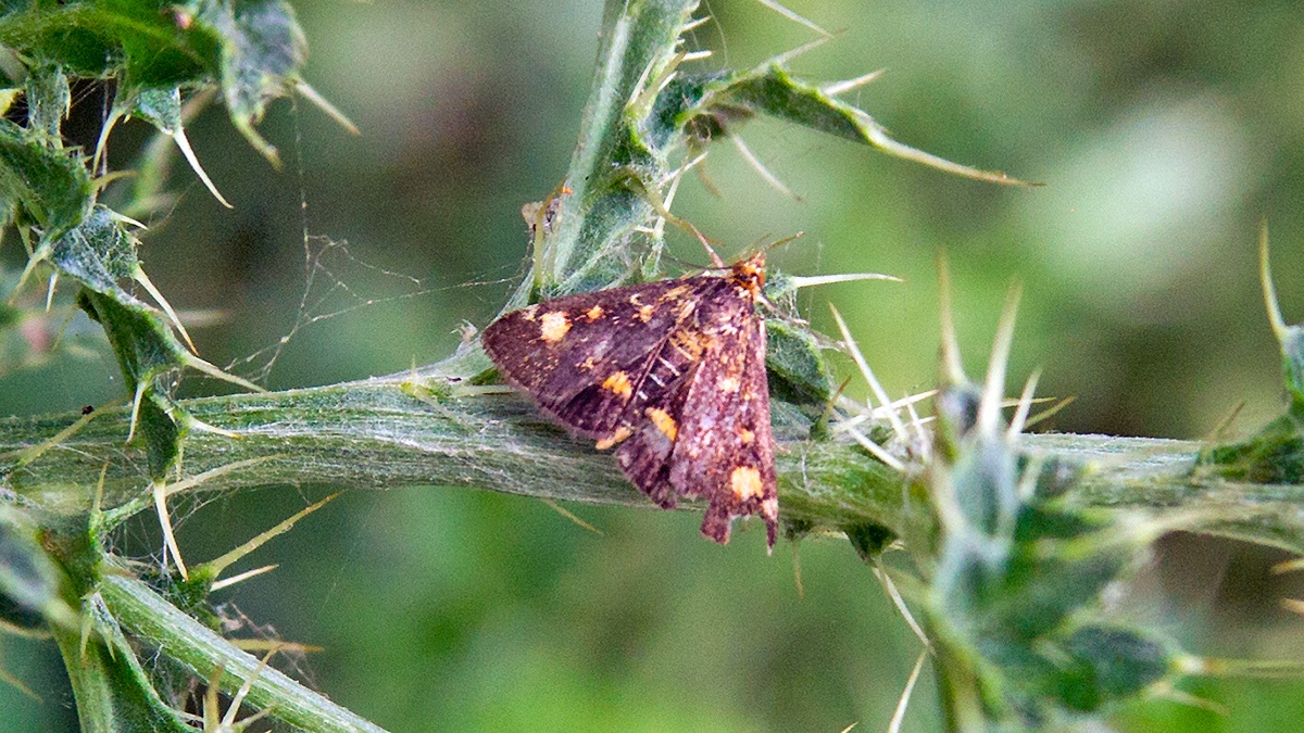 Common Purple-and-Gold [Pyrausta purpuralis]