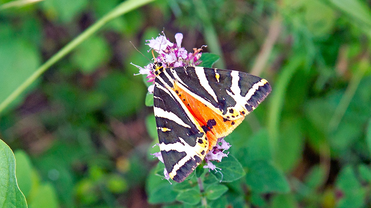 Jersey Tiger [Euplagia quadripunctaria]
