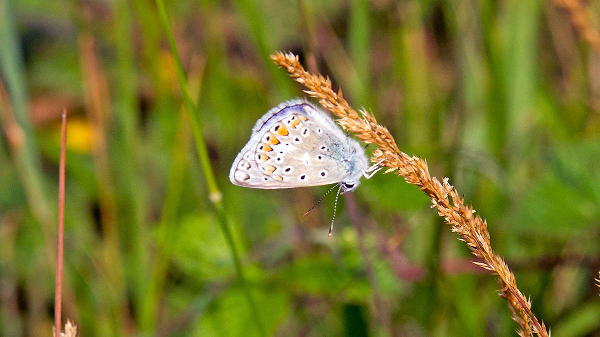 Common Blue [Polyommatus icarus]
