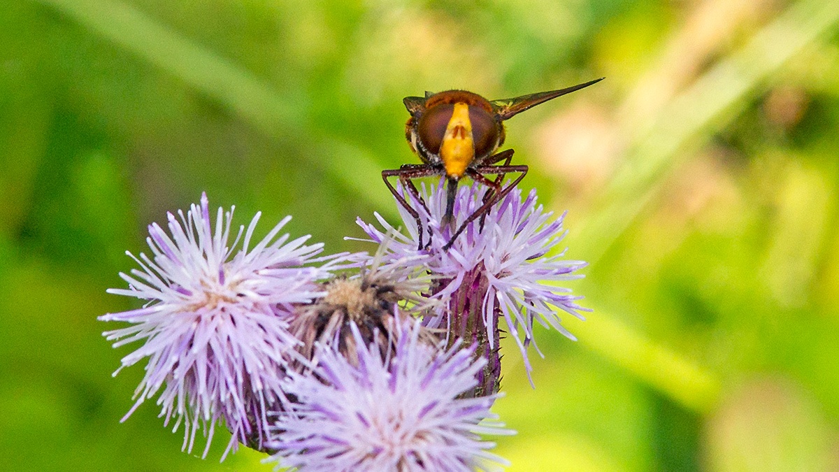 Hornet Mimic Hoverfly [Volucella zonaria]