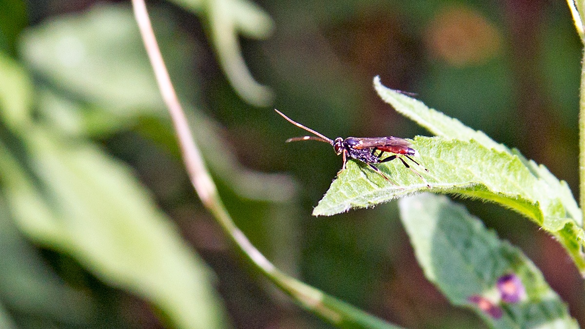 ichneumon wasp [unidentified]