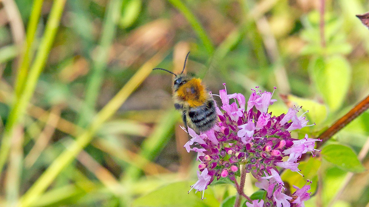 Common Carder Bee [Bombus pascuorum]