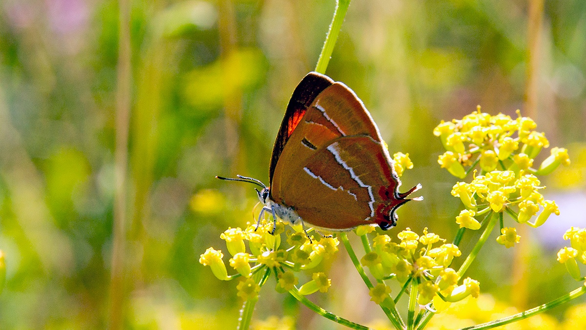 Brown Hairstreak [Thecla betulae]