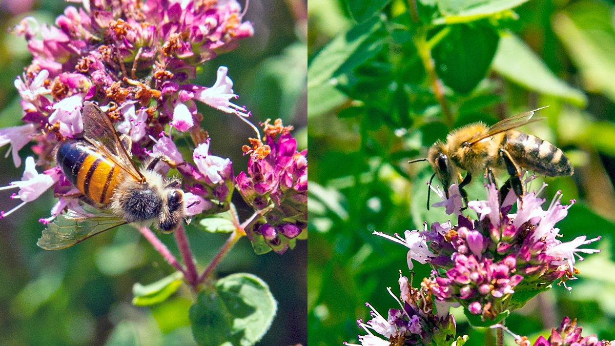 Western Honey Bee [Apis mellifera]