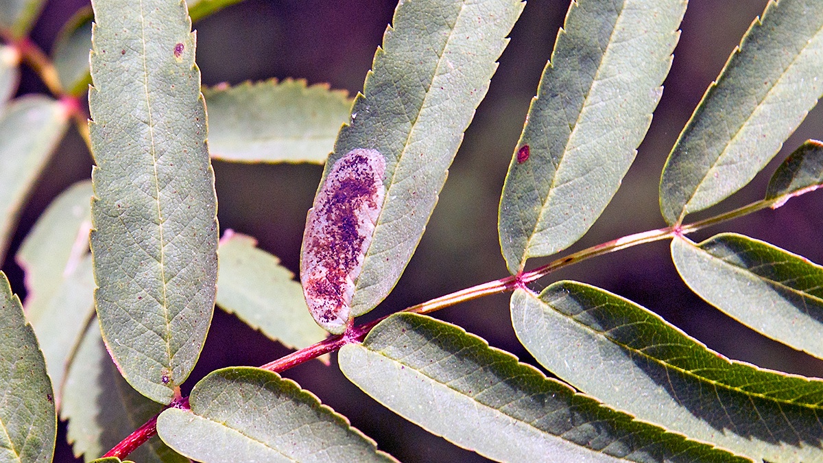Hawthorn Leaf-miner [Phyllonorycter corylifoliella]