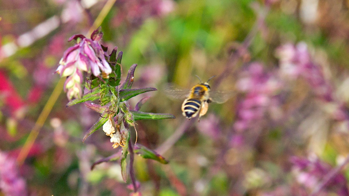 Red Bartsia Bee [Melitta tricincta]