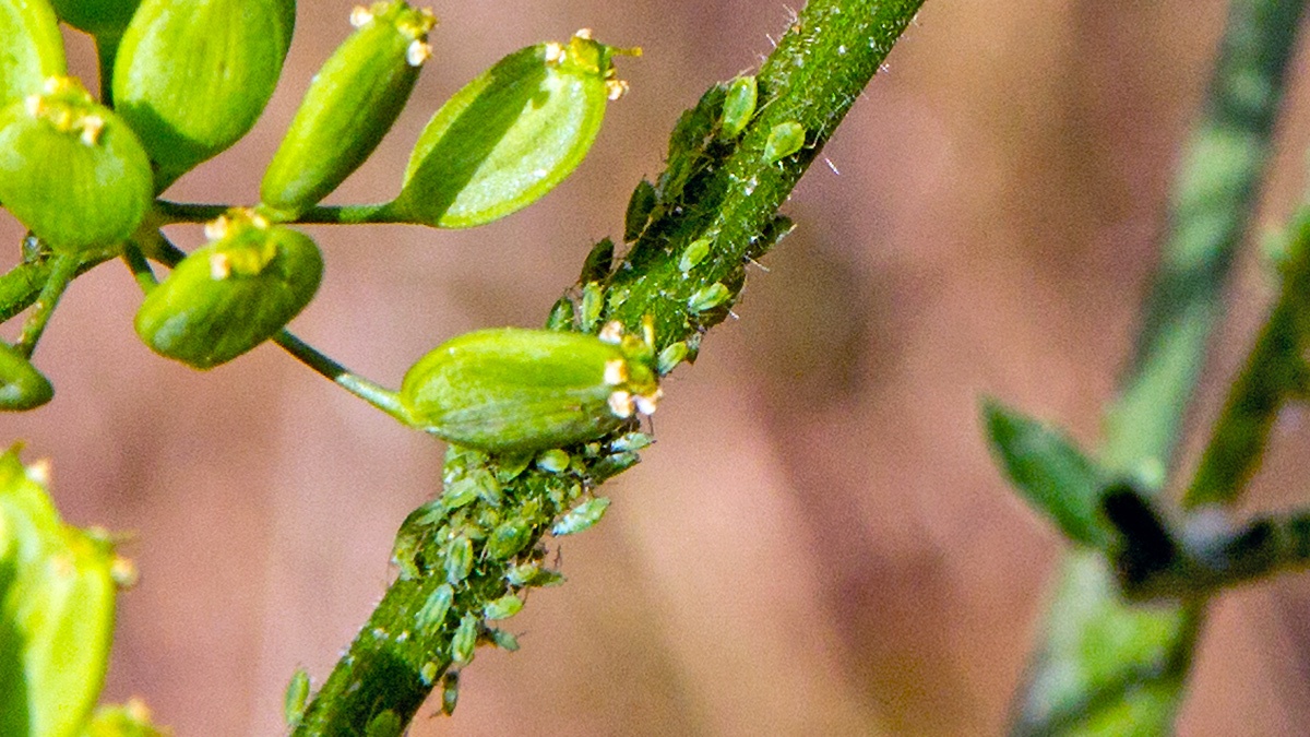 Willow-umbellifer Aphid [Cavariella pastinacae]
