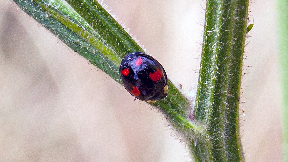 Harlequin Ladybird [Harmonia axyridis f. spectabilis]