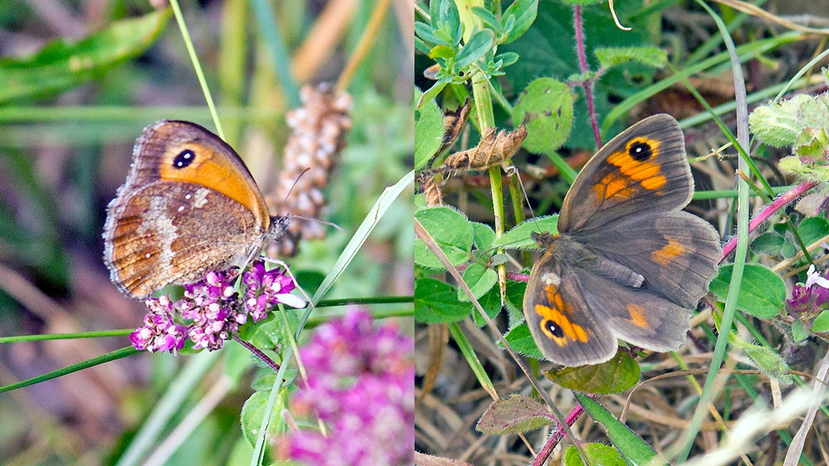 2 butterflies