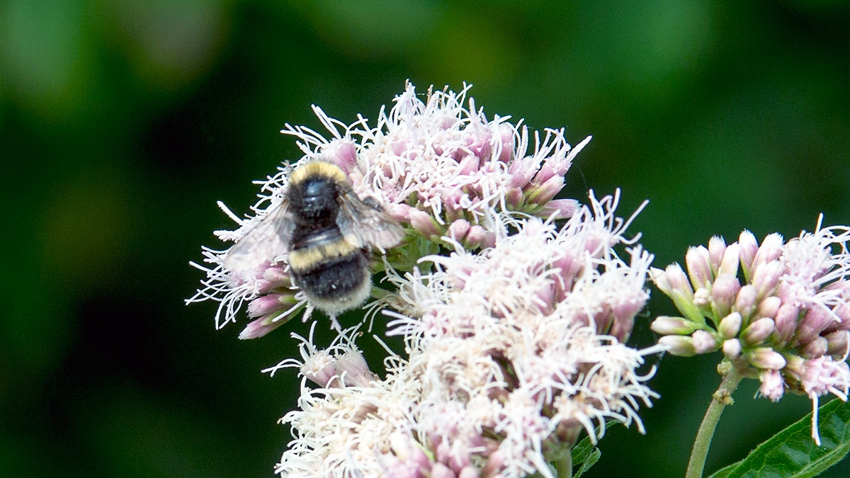 Buff-tailed Bumblebee [Bombus terrestris]