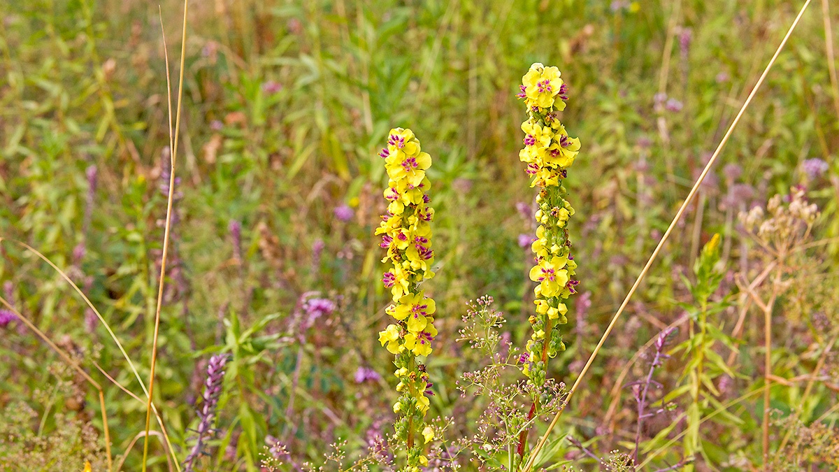 Dark Mullein [Verbascum nigrum]