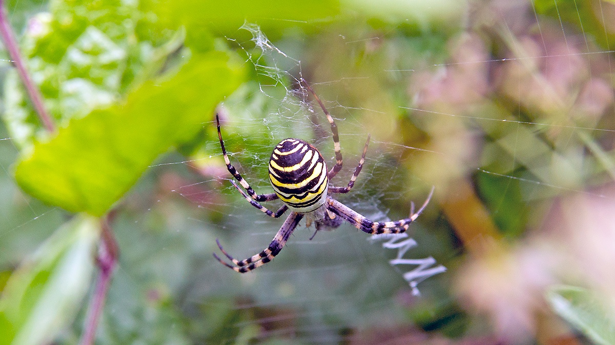 Wasp Spider [Argiope bruennichi]