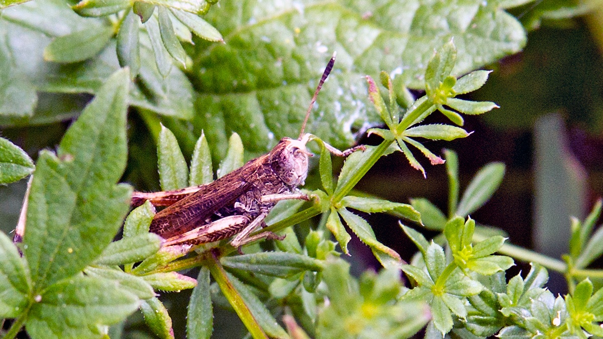 Rufous Grasshopper [Gomphocerippus rufus]