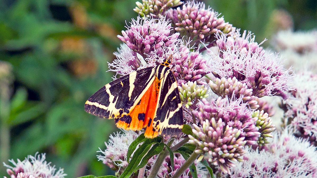 Jersey Tiger [Euplagia quadripunctaria]
