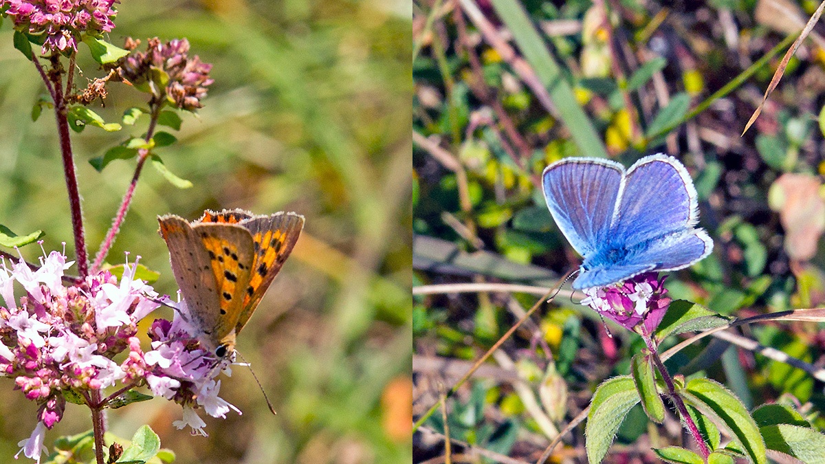 2 butterflies on Wild Marjoram