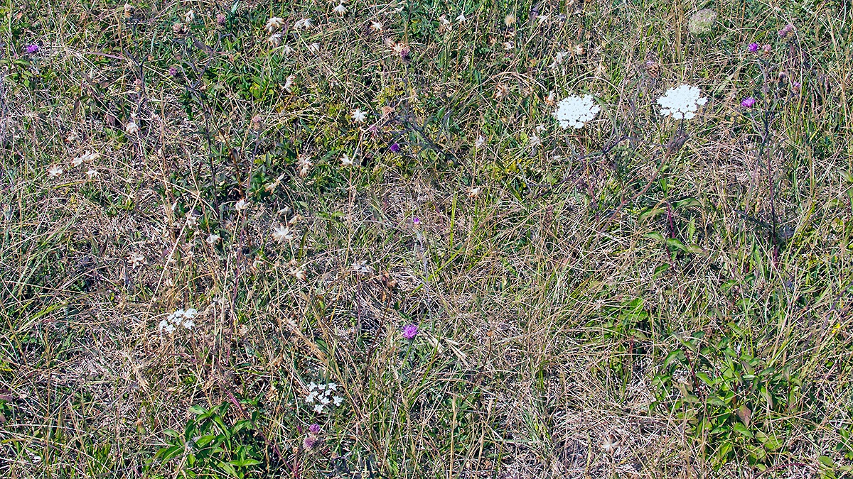 Burnet-saxifrage [Pimpinella saxifraga]