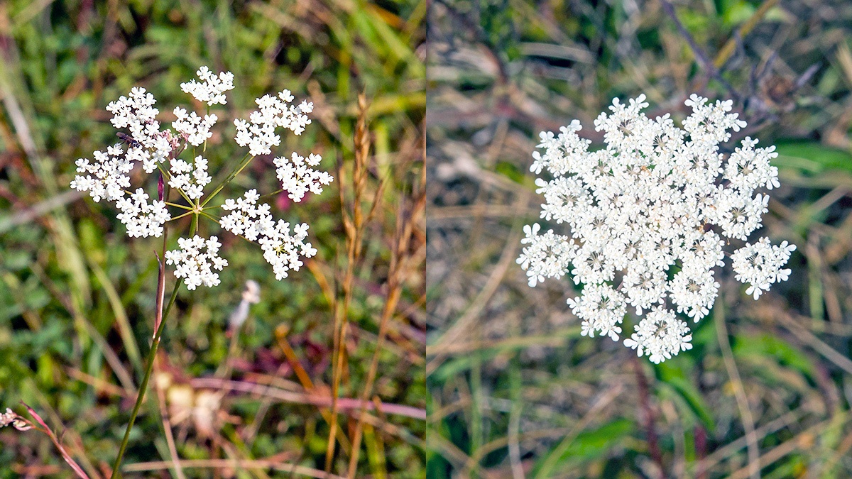 Burnet-saxifrage [Pimpinella saxifraga]