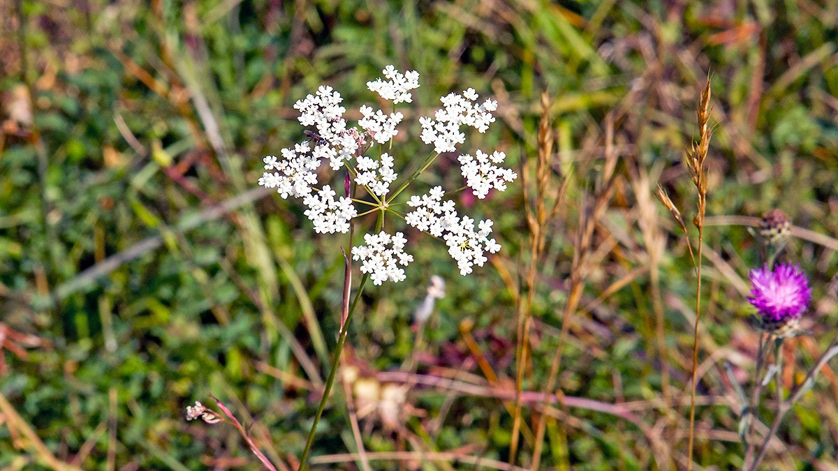 Burnet-saxifrage [Pimpinella saxifraga]