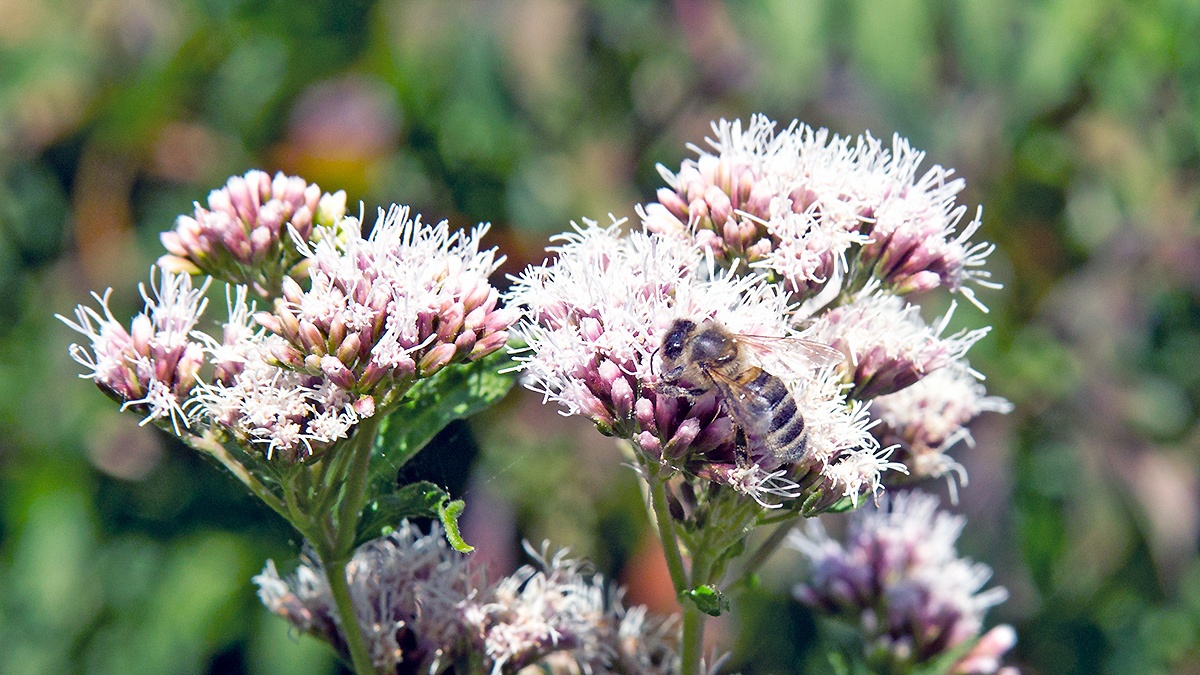 Western Honey Bee [Apis mellifera]
