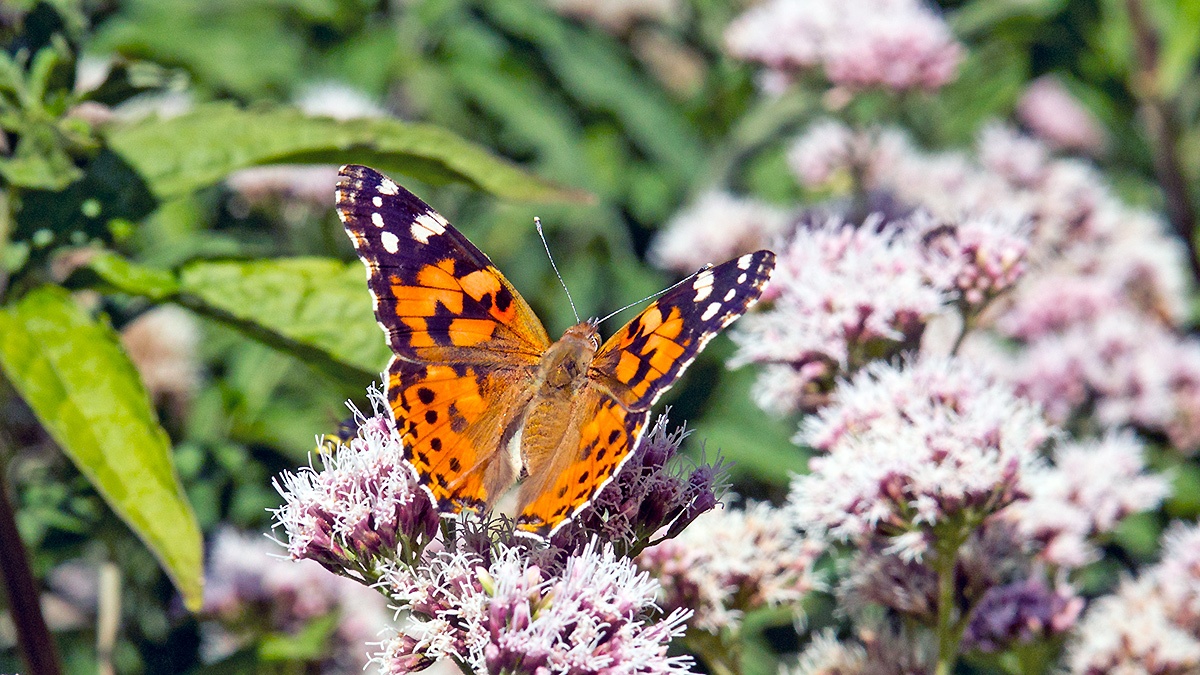 Painted Lady [Vanessa cardui]