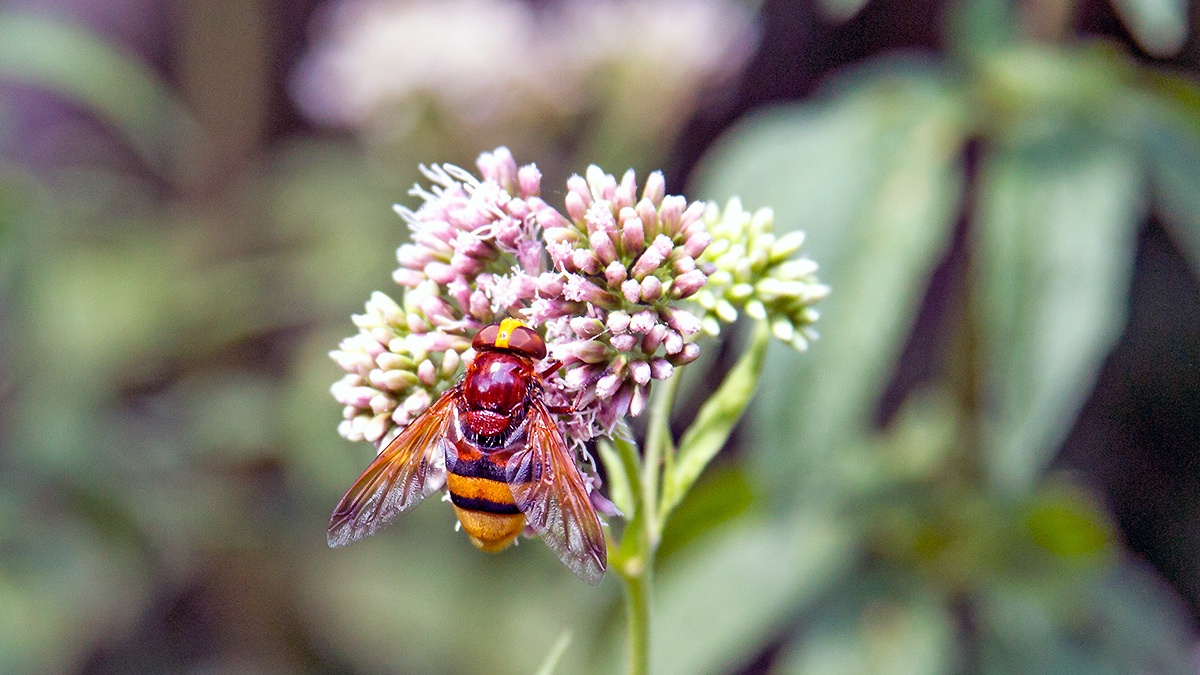 Hornet Hoverfly [Volucella zonaria]