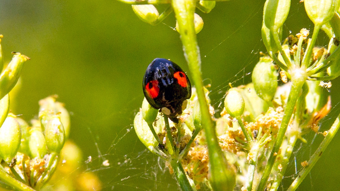 Harlequin Ladybird [Harmonia axyridis f. conspicua]