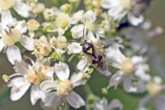 mirid bug [Orthops campestris]