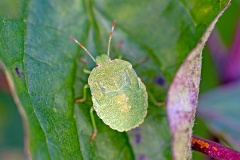 Green Shield Bug [Palomena prasina]