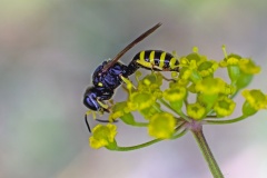 square-headed wasp [Ectemnius lapidarius?]