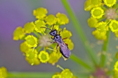 Common Furrow Bee [Lasioglossum calceatum?]