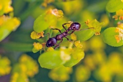 Common Red Ant [Myrmica rubra]