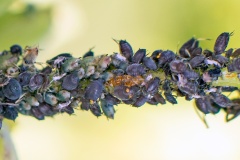 Black Bean Aphid [Aphis fabae?]