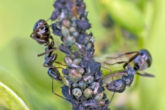Jet Black Ant [Lasius fuliginosus?]
