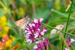 Small Skipper [Thymelicus sylvestris]