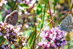 2 butterflies on Wild Marjoram