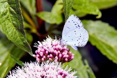 Holly Blue [Celastrina argiolus]