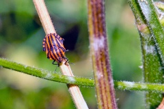 Striped Shieldbug [Graphosoma italicum]