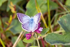 Chalk Hill Blue [Lysandra coridon]