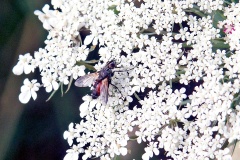Red Spotted Parasite Fly [Eriothrix rufomaculata]