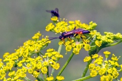 ichneumon wasp [unidentified]